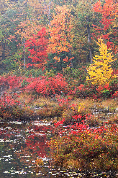Fall color is in full peak in this small pond in Harriman State Park in New York's Hudson Valley