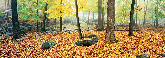 Fog rolls in and out of a grove of Maple trees in Harriman State Park. Located in New York's Hudson Valley Harrian State Park...