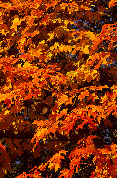 Sugar Maples in Harriman State Park turn a brilliant orange and yellow as fall colors begin to peak in the Hudson Valley