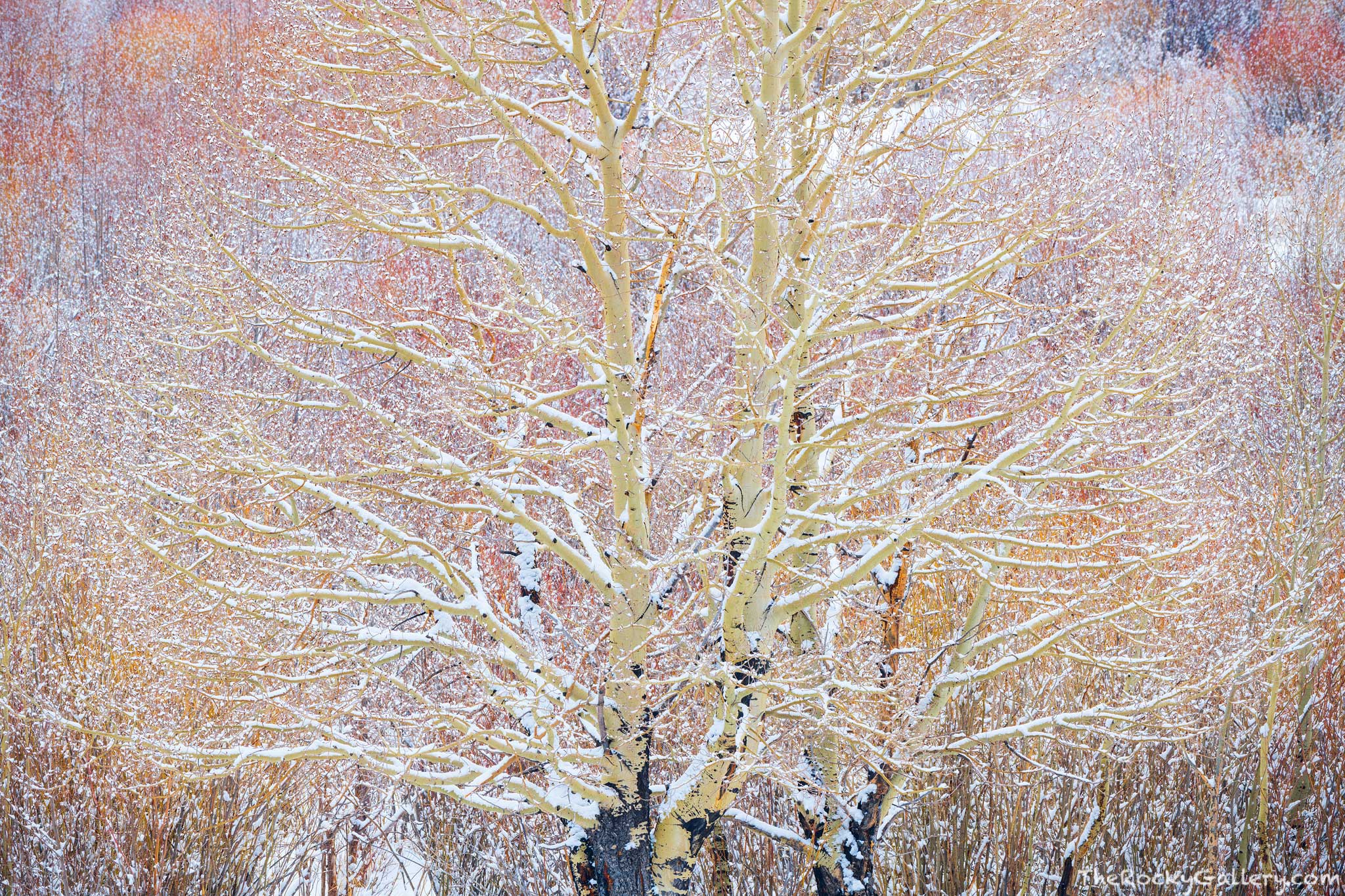 Snow falls on aspen and willows in Hollowell Park on a spring day in April. While aspen trees are glamorized from their beautiful...