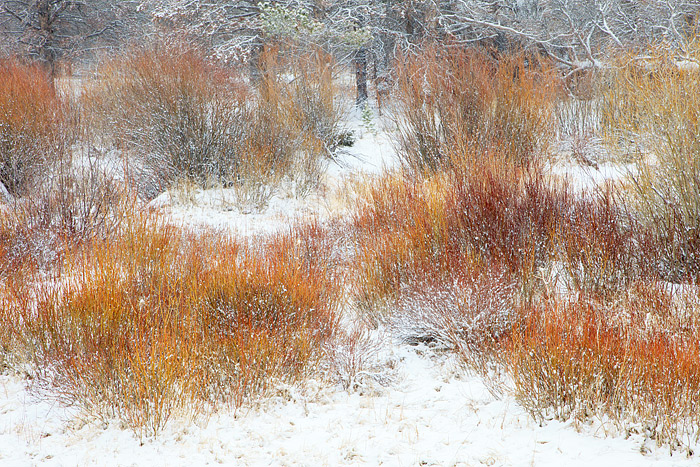 Light snow falls on the willows skirting the shores of Mill Creek in Rocky Mountain National Park. Mill Creek meanders through...