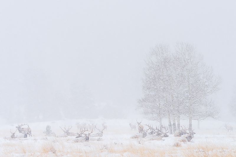 Just a typical winter day at the office for this set of twenty plus Bull Elk that have beded down in Horseshoe Park. It's easy...