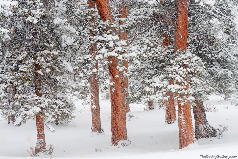The snow was falling hard this February day in Rocky Mountain National Park. Six inches had already fallen and over a foot was...