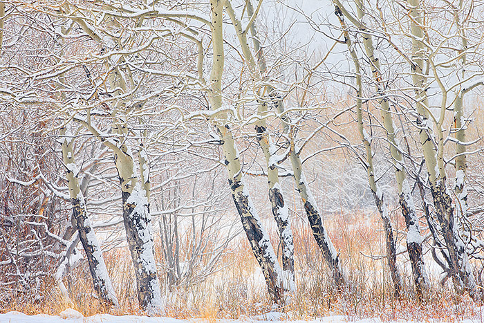 A stand of aspen trees in Horseshoe Park stand tall during a powerful winter snowstorm. Snow is falling hard on the branches...