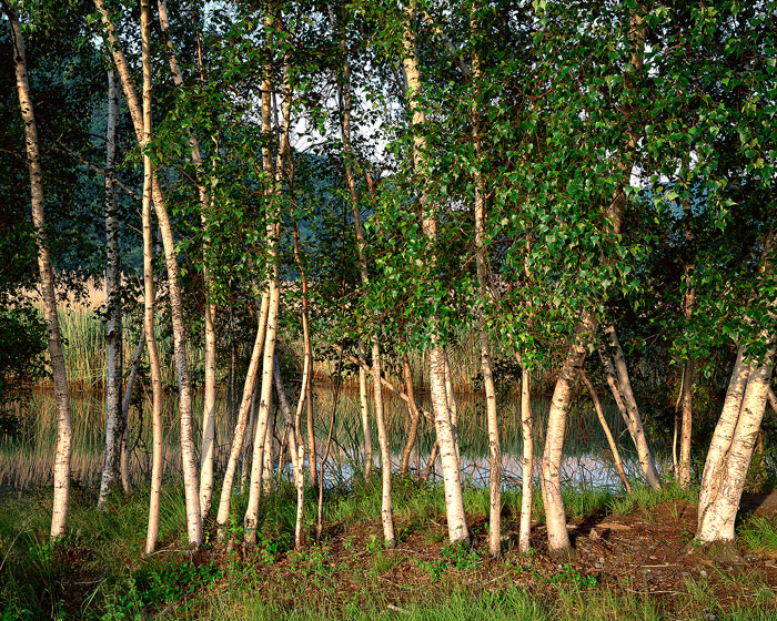 A line of Paper Birches grows along the banks of the Hudson River in Bear Mountain State Park. The Birches can be found on Iona...