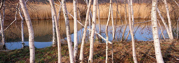 Paper Birch trees line the shore of the Hudson River at Iona Island, New York. Spring is just starting and these trees have yet...