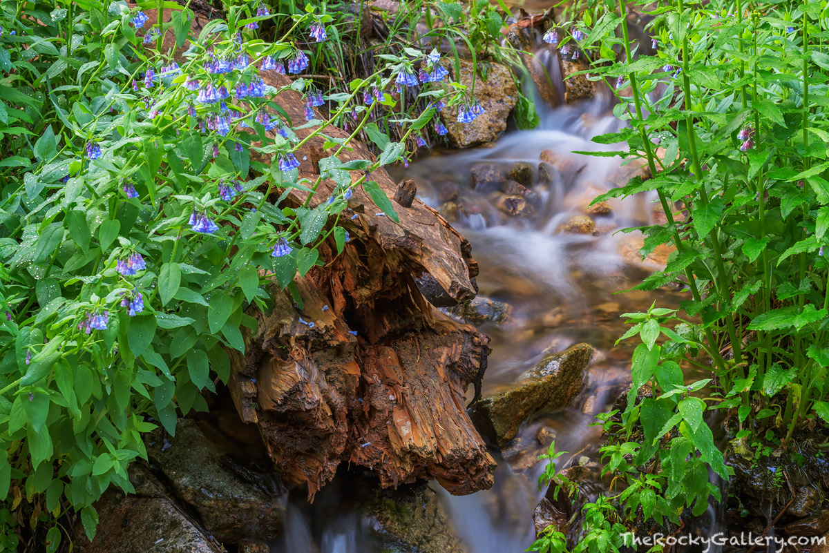 While I greatly enjoy photographing the dramatic sweeping landscapes of Rocky Mountain National Park, I equally enjoy wandering...