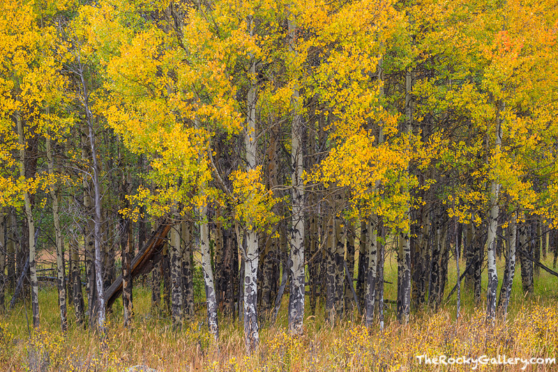 I love this particular stand of aspen trees on the west side of Rocky Mountain Natoinal Park. This groove of aspen trees resides...