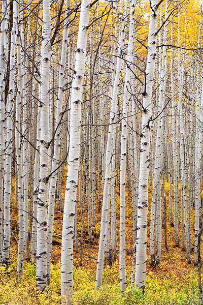 Both the Aspens and the underbrush turn a vibrant yellow and orange the first week of October as Fall is underway at Kebler Pass...