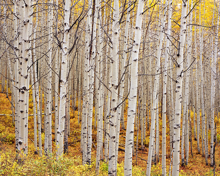 Aspens along Kebler Pass Road near Crested Butte, Colorado show off their brilliant fall color. Even the underbrush has turned...