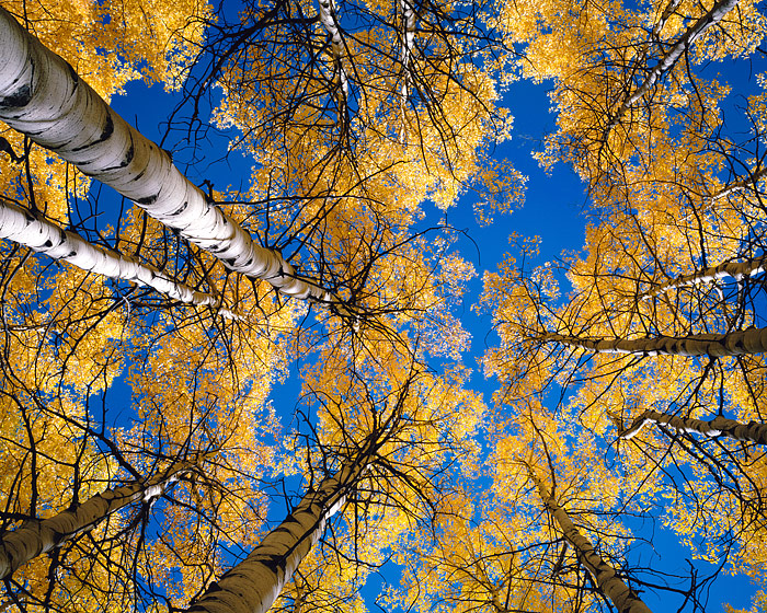 Fall Aspens along Kebler Pass with a view from the ground. Looking up from the forest floor provided this view of the proud grove...
