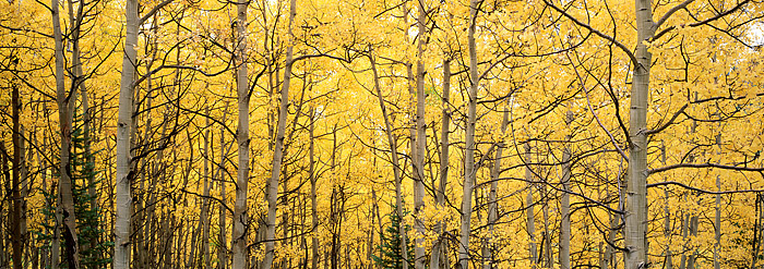 A healthy grove of Aspens in photographed in a light drizzle in mist outside of Crested Butte, Colorado. These Aspen trees are...