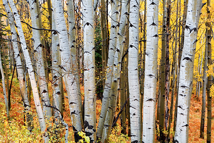 Misty rainy fall days in Colorado are some of my favorite conditions to photograph the autumn color in. The overcast diffused...