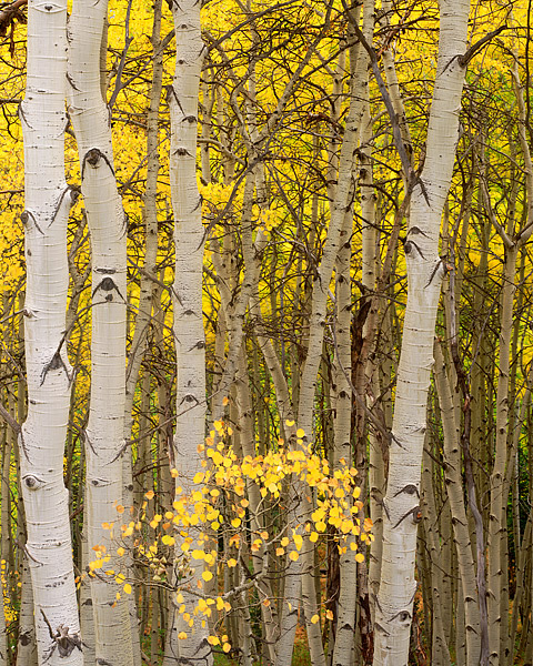 Fall Aspen trees are viewed along Kebler Pass road outside of Crested Butte, Colorado. Kebler Pass which is located a short distance...