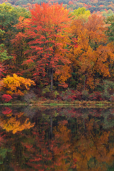 Sugar Maples reflect in Lake Nawahunta in Harriman State Park. Harriman State Park is located in New York's Hudson Valley Region...