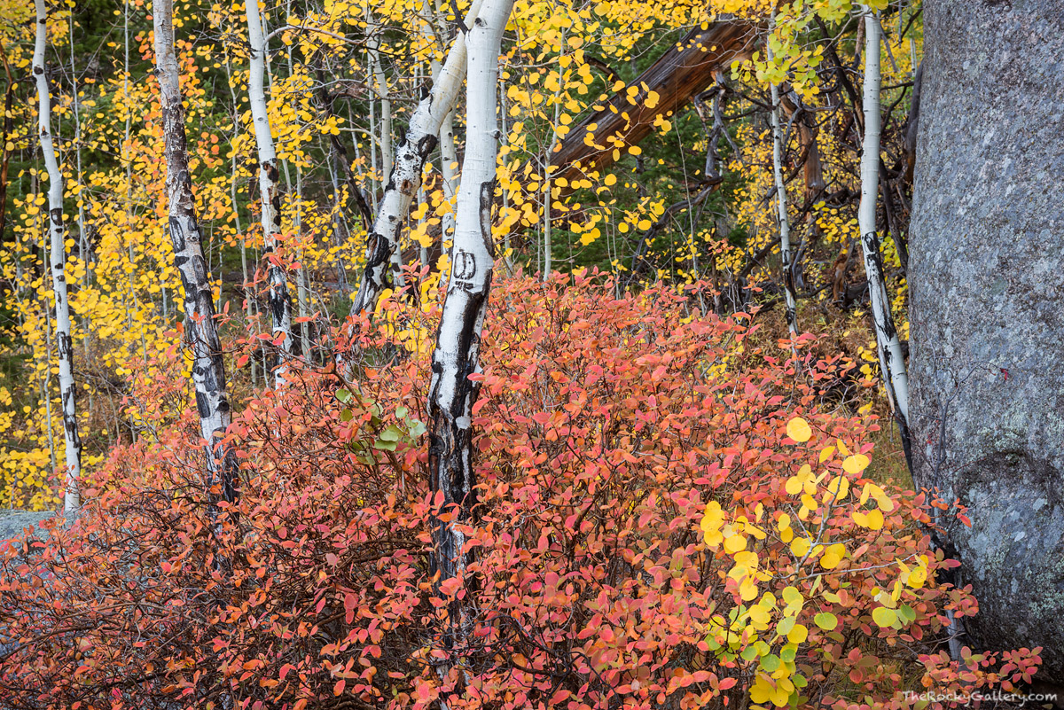 The colors of fall are on full display along Lumpy Ridge in the eastern most half&nbsp;Rocky Mountain National Park. Brilliant...