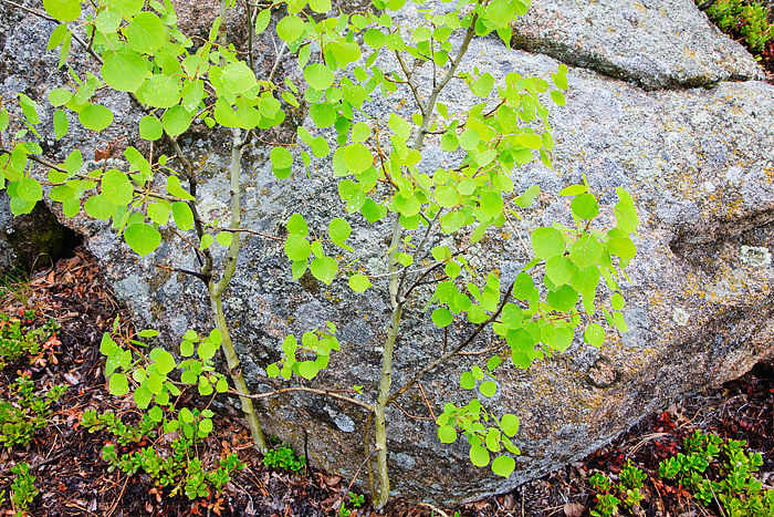 A light rain is falling on the forest and Lumpy Ridge. The refreshing and cool&nbsp;spring rain has coated all the foilage with...