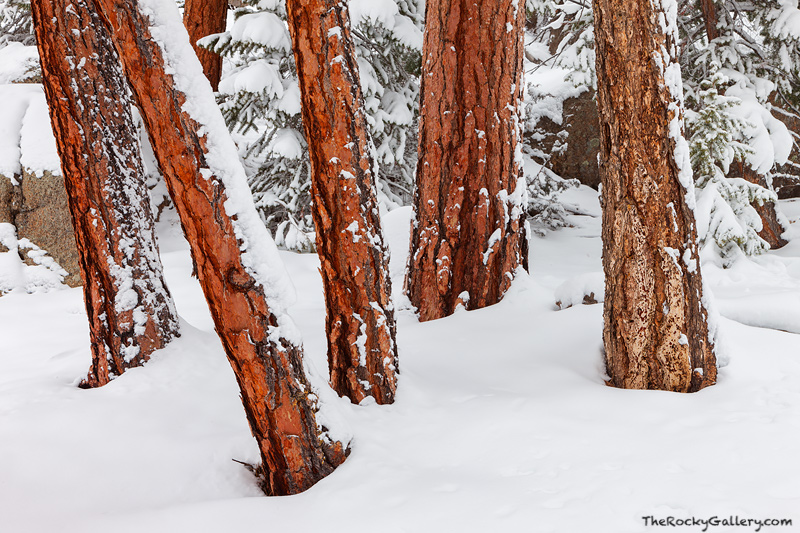 Fresh spring snow has fallen on the trunks of this group of Ponderosa Pines high atop Lumpy Ridge. Lumpy Ridge is dotted with...