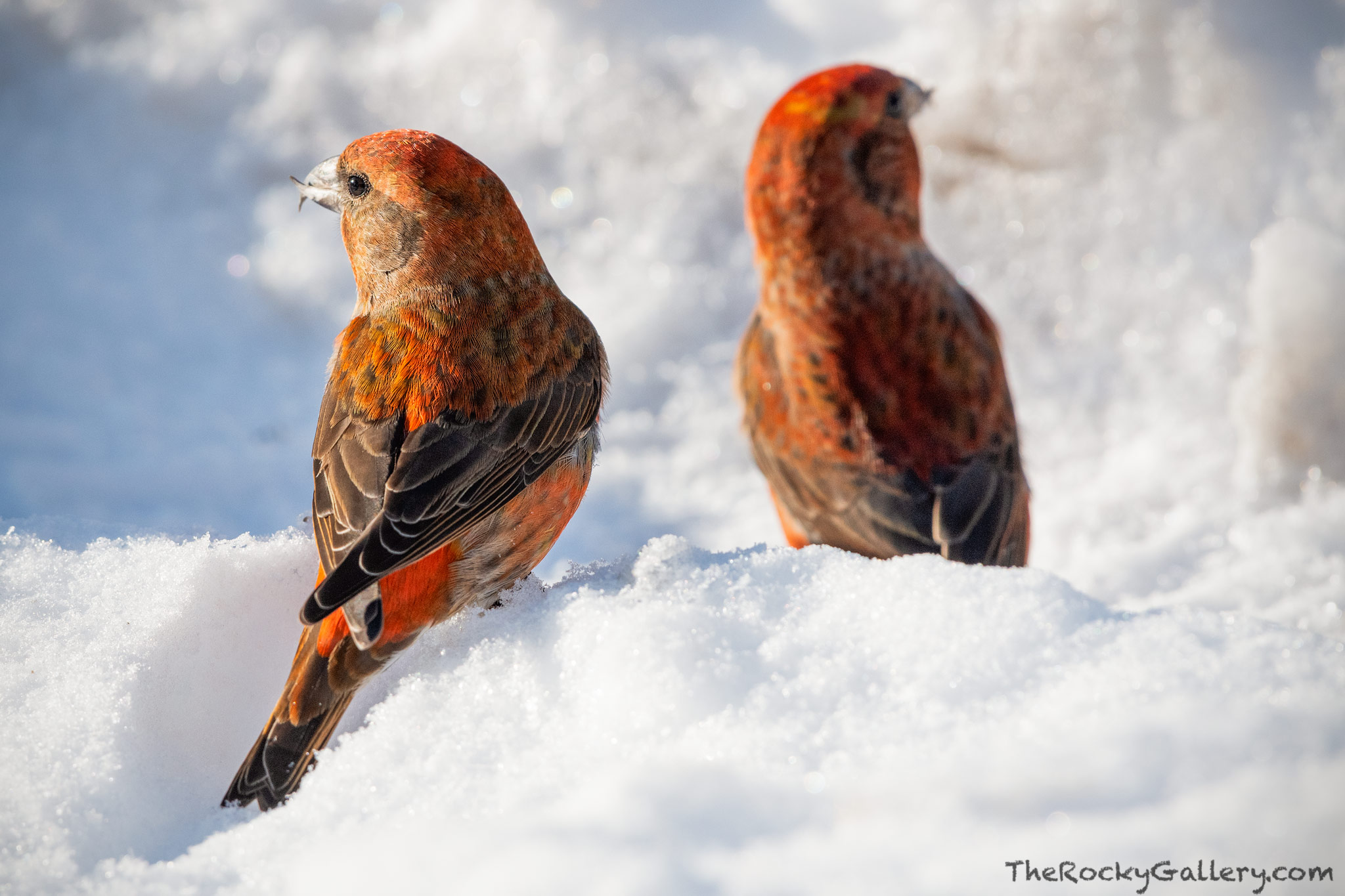 Red Crossbills have an&nbsp;adapted bill that allows them to easily feed on seeds found in pinecones. While these Red Crossbills...