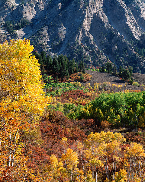 Aspens and Scrub Oak drape the side of Marcellina Mountain with various shade of fall color. Located outside the Colorado ski...