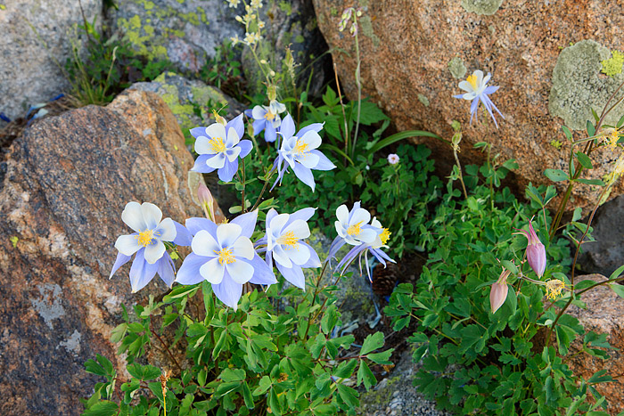 A healthy bouquet of Blue Columbines grows amongst the boulder fields around Marigold Ponds. Marigold Ponds is just off the trail...