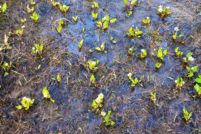 Marsh Marigolds are one of the first species of wildflowers to bloom in the high country of Rocky Mountain National Park. Marsh...