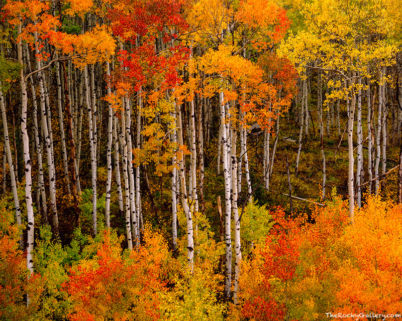 Fall color explodes along McClure Pass. This grove which sits just above the town of Marble is well know for its orange and red...