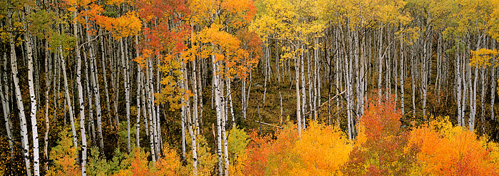 Vivid Fall Color along McClure Pass. Typically Aspen trees in Colorado will turn yellow during fall. This group of trees at the...