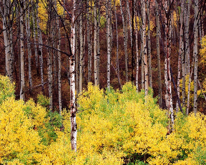 Aspens along McClure Pass in central Colorado show off their vibrant yellow leaves as a light drizzle coats the Aspen boles as...