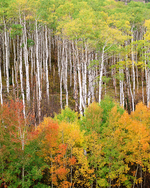 McClure Pass Aspens near Marble, Colorado are not quite yet to peak. In another week or so the colors of these Aspen trees will...