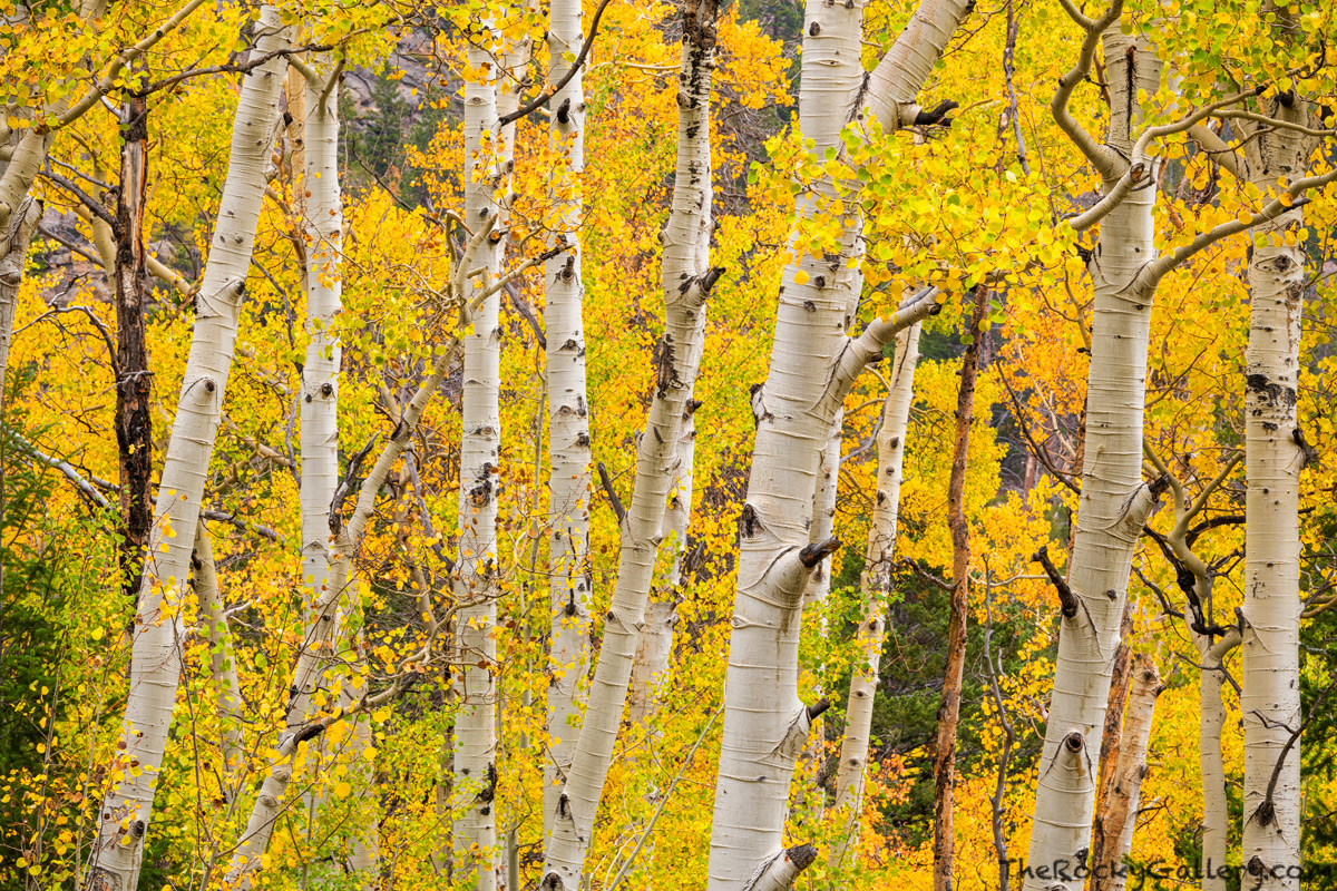 Autumn has settled into the hollow surrounding Mill Creek near Hollowell Park. This group of aspen trees on the side of Steep...