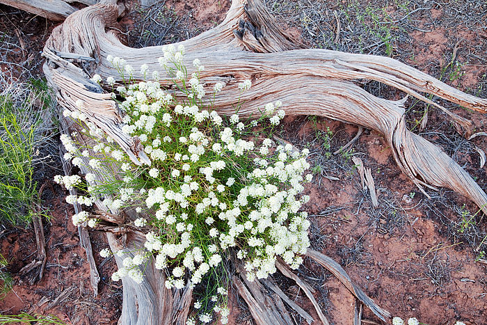 Yarrow wildflowers grow out of the base of a Utah Juniper skeleton. I discovered this interesting dichotomy near Mineral Creek...