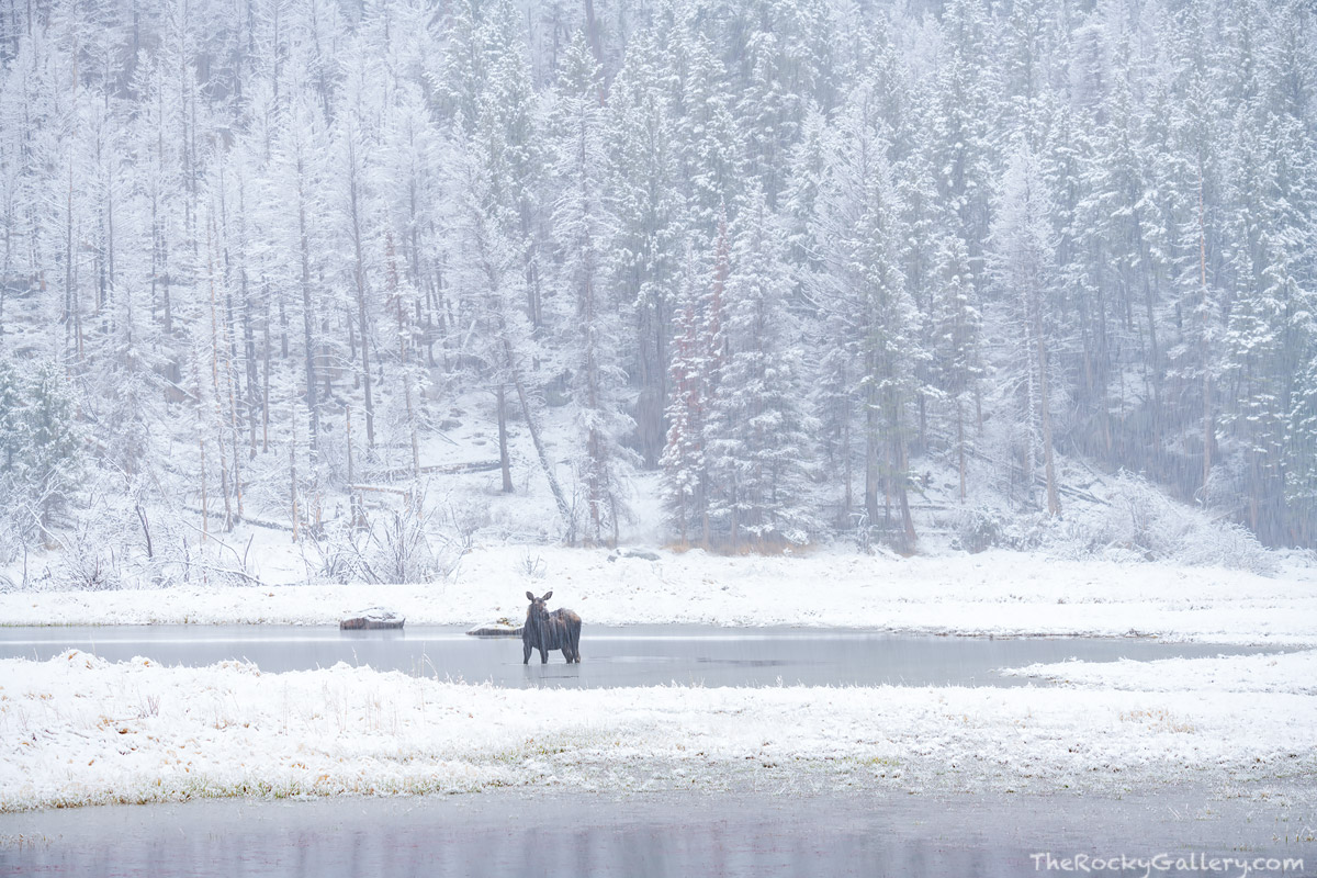 A solitary moose rides an early May snow storm out doing what moose do. Stand in freezing cold and icy water and eat. These ponds...