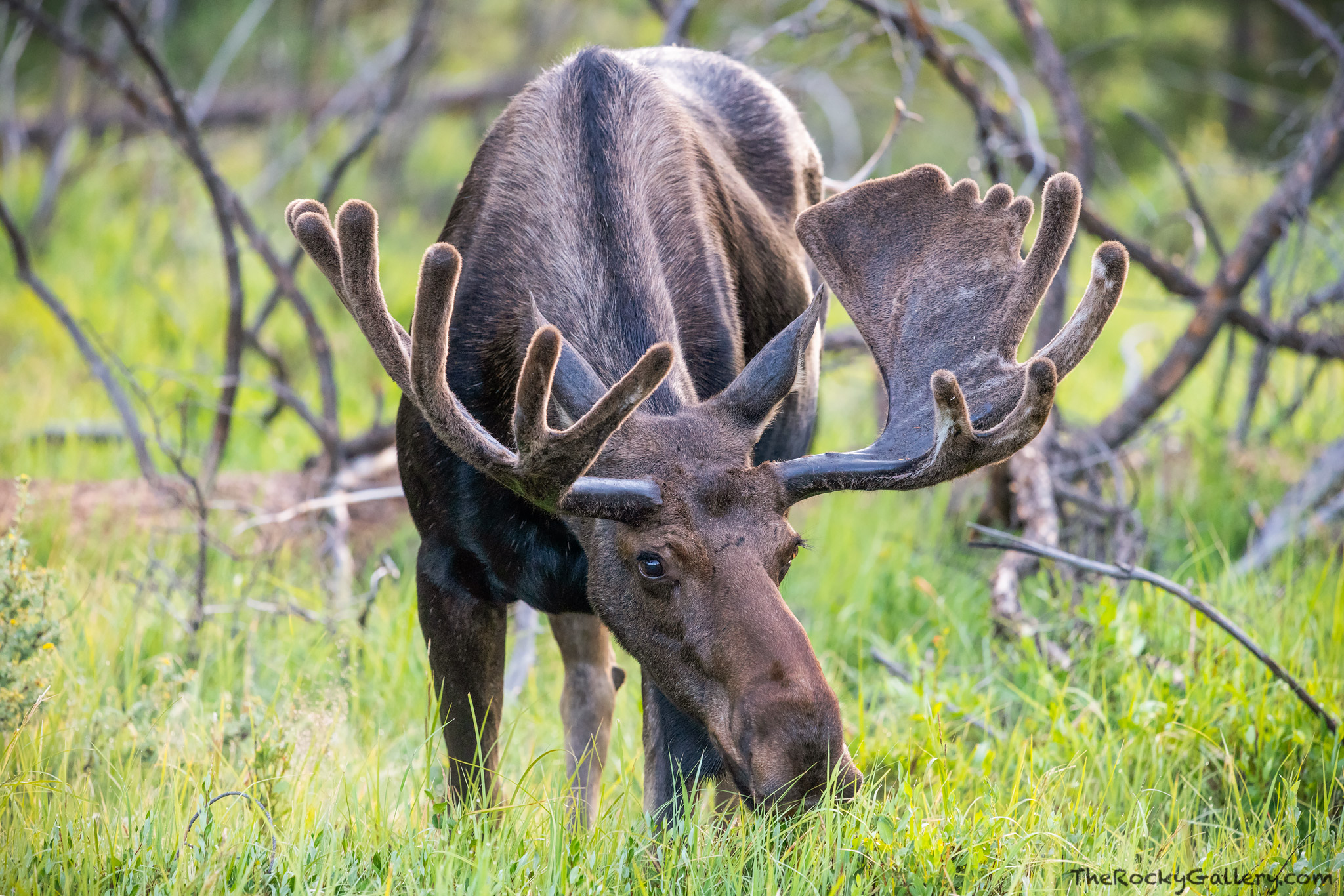 Moose are common on the west side of Rocky Mountain National Park. The Kawuneeche Valley is a great place to find Moose grazing...