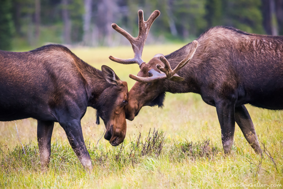 A large bull moose greets a cow in a meadow on the west side of Rocky Mountain National Park.&nbsp;