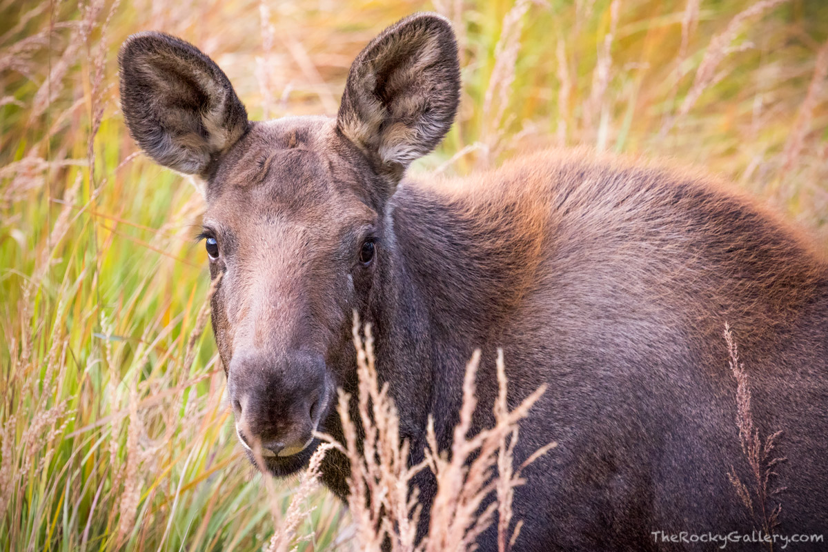 I&nbsp;began this morning with hike into the East Inlet section of Rocky Mountain National Park to photograph sunrise. While...