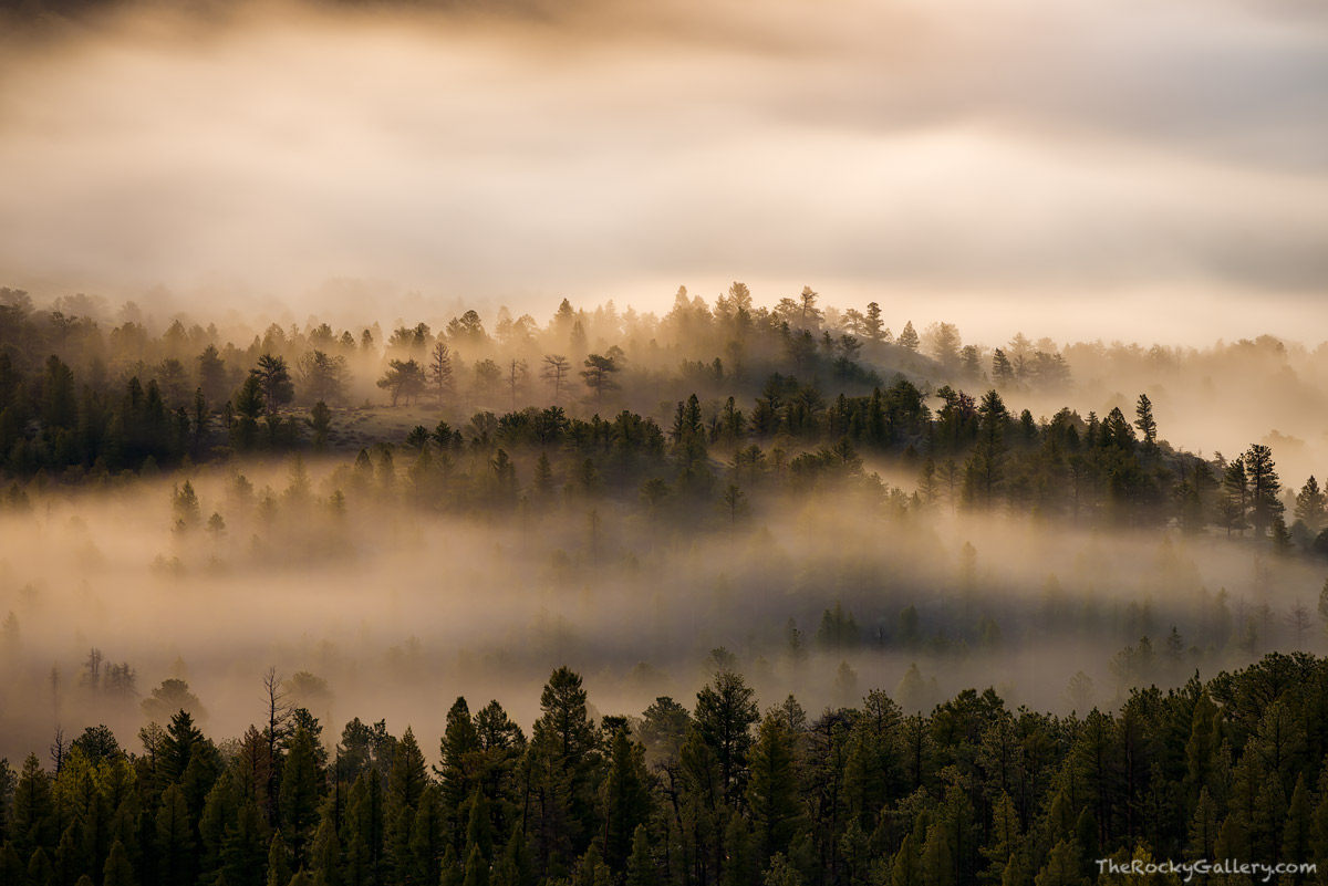 Fog has settled into the pines that dot the landscape of Moraine Park on a spring morning. The sun is just rounding Eagle Cliff...
