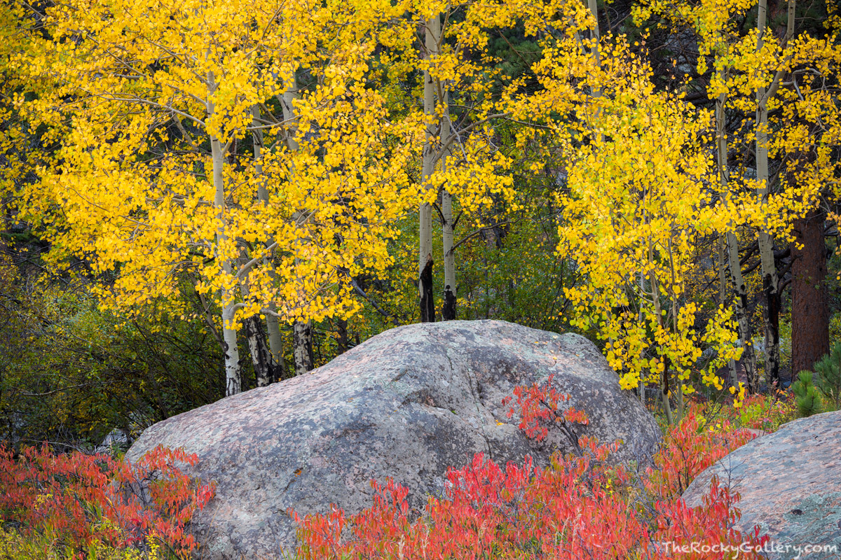 When autumn conditions are just perfect in Rocky Mountain National Park, the color during the fall season wont be confined to...