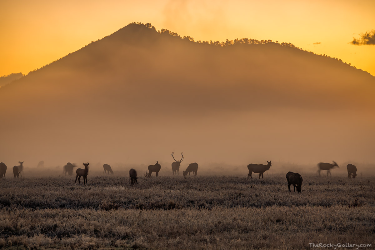 The elk is one of Rocky Mountain National Park most well known attractions. Each fall millions of people flock to RMNP to watch...