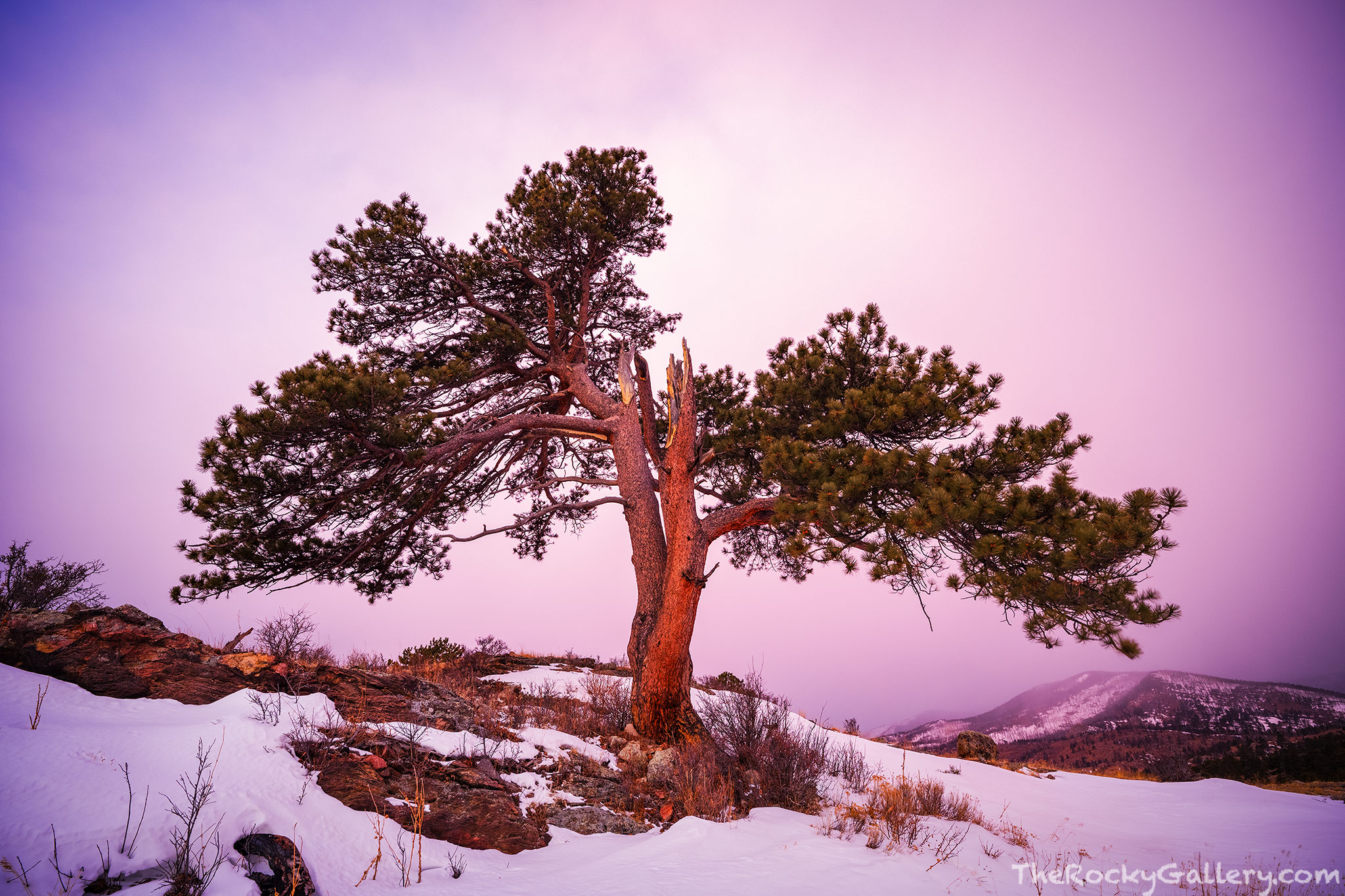 The One This aweseom looking Ponderosa Pine resides in Moraine Park along the banks of the Big Thompson River. Its knarled and curled...