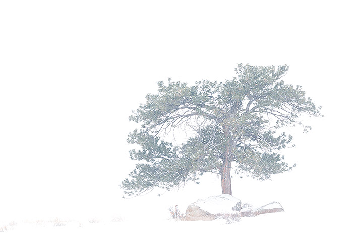 A lone Ponderosa pine tree weathers the cold and snow on a hillside above Moraine Park. While life in Moraine Park can be pleasant...