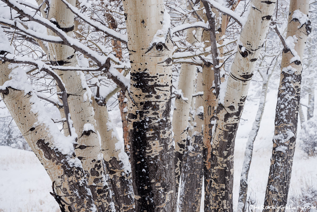 A light winter snow is falling on this group of Moraine Park aspen boles on a quiet February morning in Rocky Mountain National...