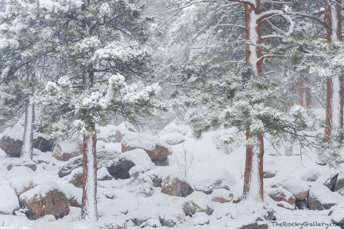 Snow can accumulate quickly during the winter months in Rocky Mountain National Park. The entire landscape can be covered with...