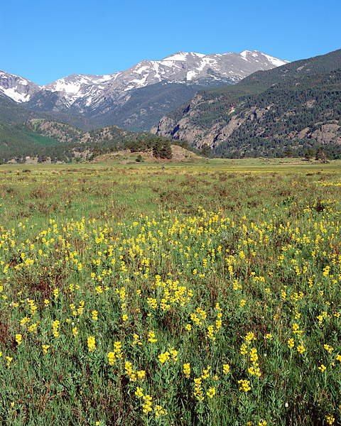 Golden Banner and Wild Iris fill the meadow in Rocky Mountain National Park's Moraine Park. Stones peak still has a coating of...
