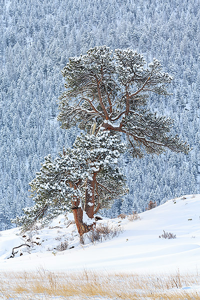 Tree's are my favorite subject to photograph. I love their uniqueness and&nbsp;rugged&nbsp;individualism like qualities. Some...