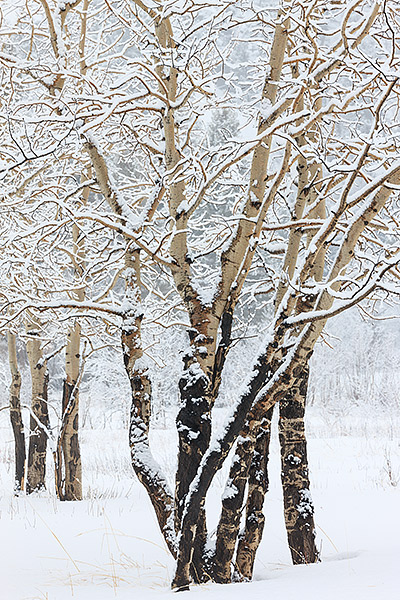 Snow is falling on the aspen tree's on a winter morning in Moraine Park. Aspen tree's make beautiful subjects anytime of year...