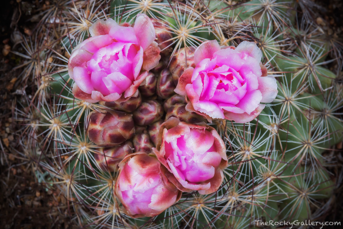 When people think of Rocky Mountain National Park, cactus is usually not the first thing that comes to mind. Visitors to Rocky...