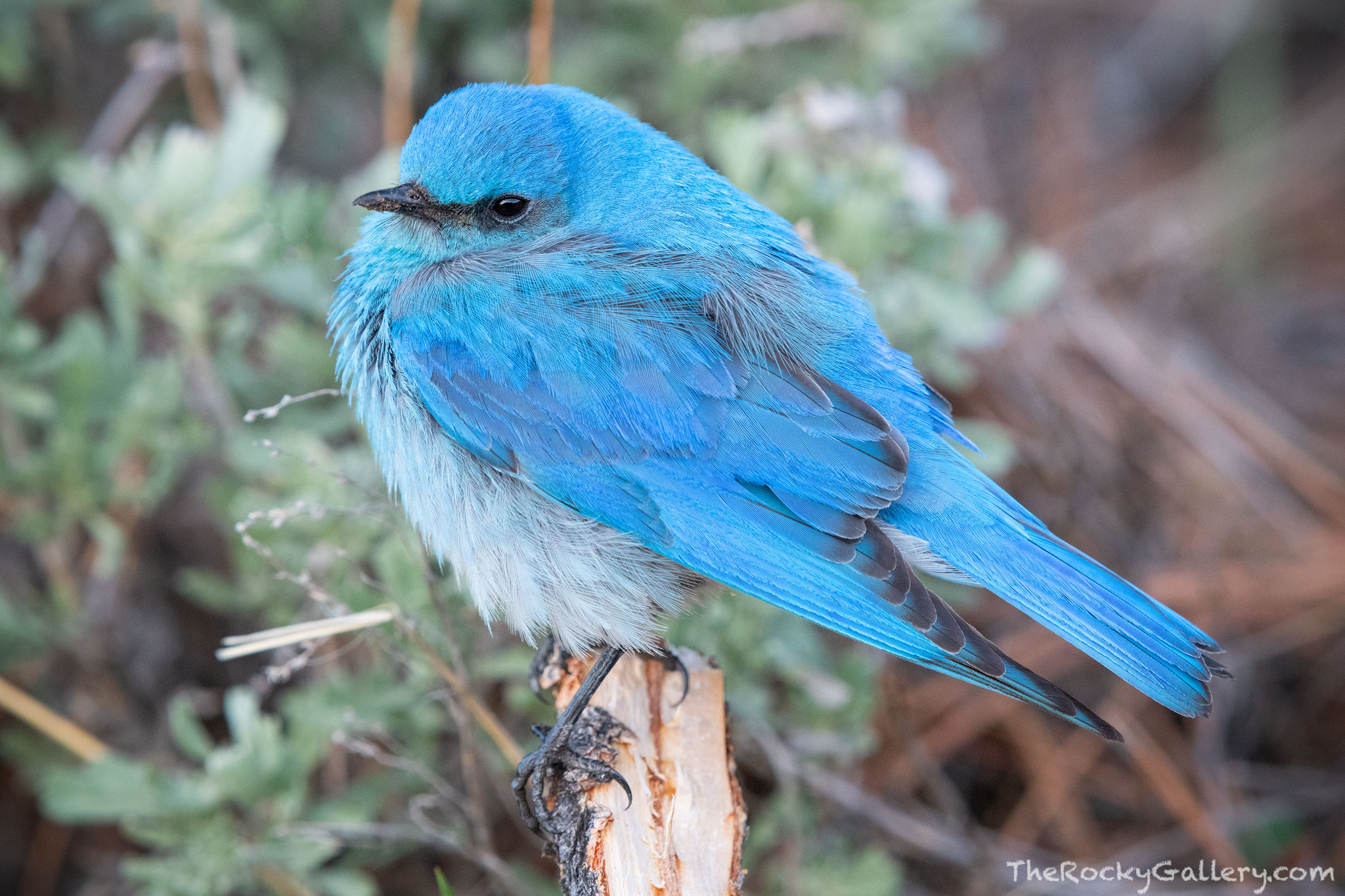 Each spring Mountain Bluebirds return to Rocky Mountain National Park. It's always a welcom sight when the Bluebirds return to...