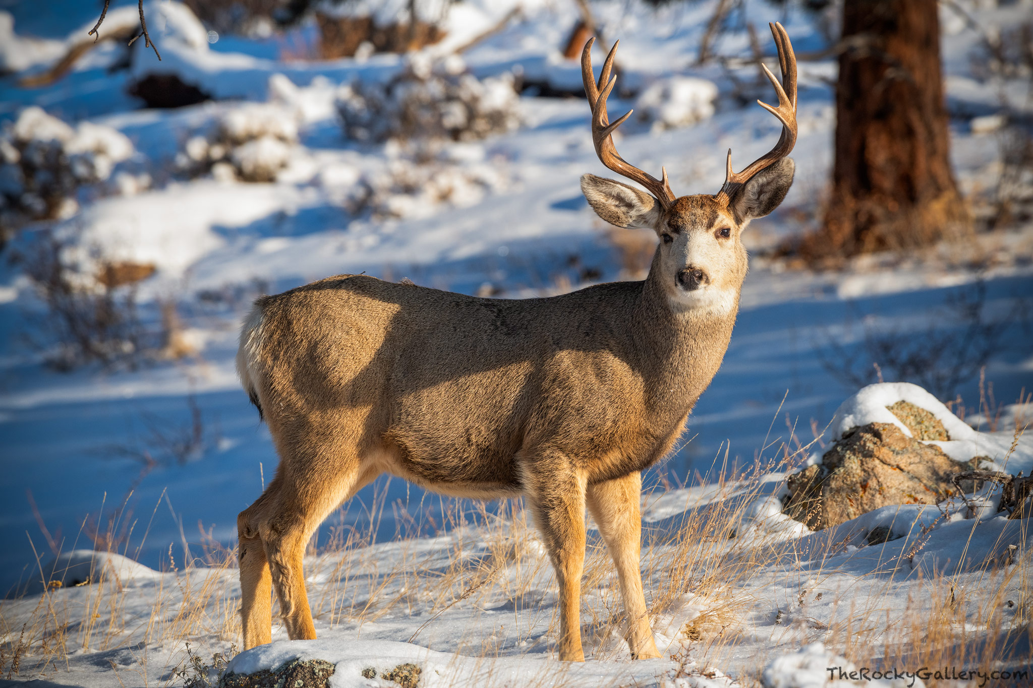 On a cold December morning along Deer Mountain, a beautiful Mule Deer Buck pauses for a moment before going back to grazing along...