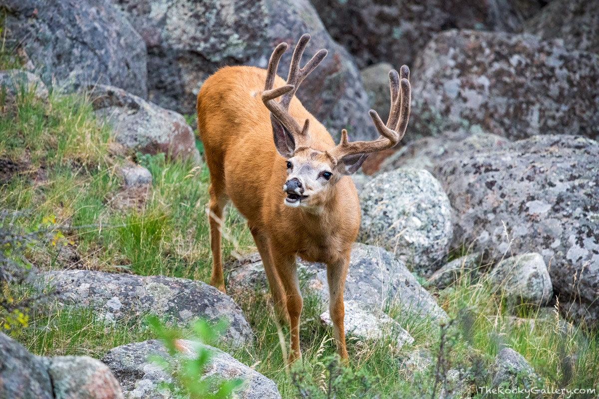 A Mule Deer Buck grazes along a hillside near Horseshoe Park in Rocky Mountain National Park.&nbsp;